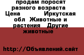 продам поросят разного возраста › Цена ­ 2 000 - Иркутская обл. Животные и растения » Другие животные   